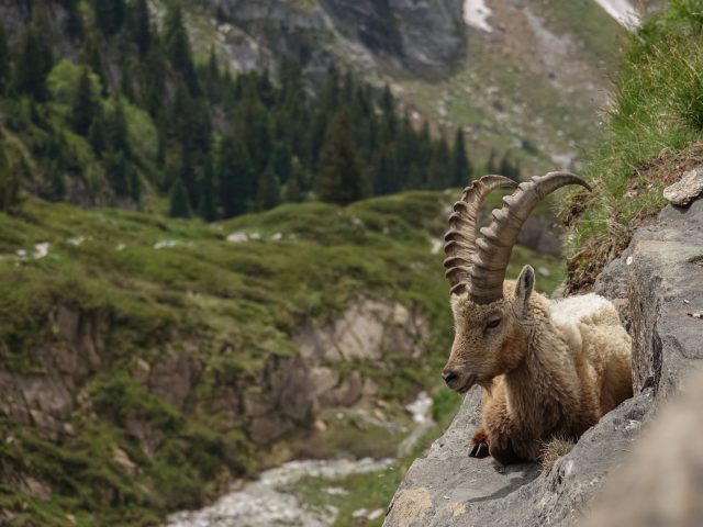 Quiz fascinant sur les animaux : découvrez des faits étonnants